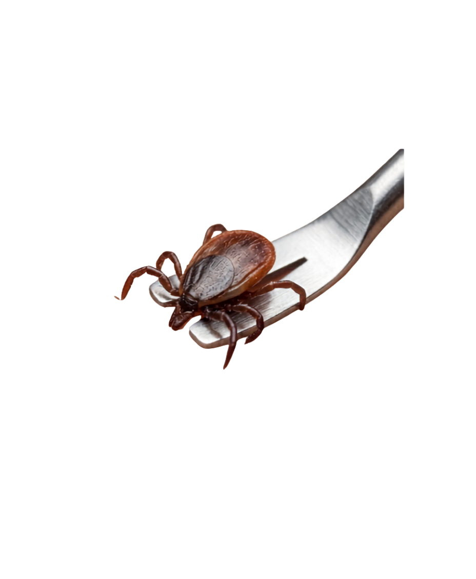 Tick remover / tweezers