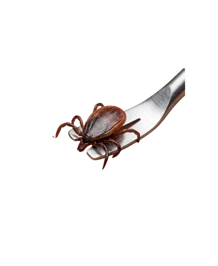 Tick remover / tweezers